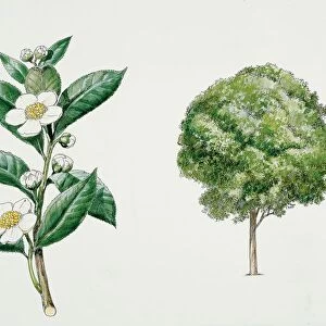 Botany, Theaceae, Tea plant Camellia sinensis with flowers and leaves, illustration