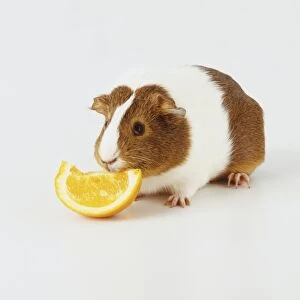 Brown and white Guinea Pig (Cavia porcellus) nibbling a piece of orange