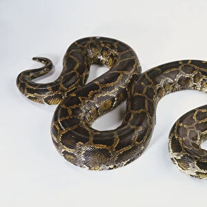Burmese Python (Python molurus), brown snake curled in S-shape, high angle view