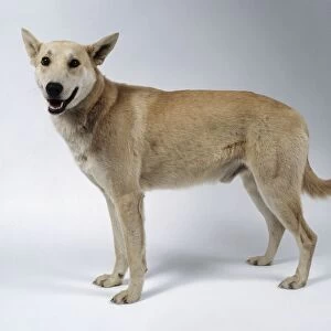 Carolina Dog or American Dingo, standing, side view
