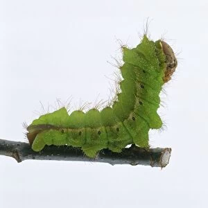Chinese oak silk moth (Antheraea pernyi) caterpillar on stem