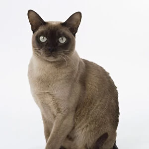Chocolate Burmese cat with dark mask and rounded chest, sitting