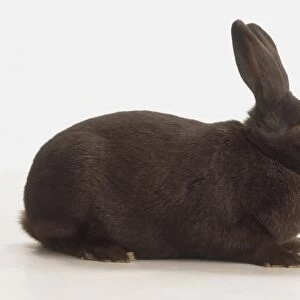 Dark grey Rex Rabbit (Oryctolagus cuniculus), side view