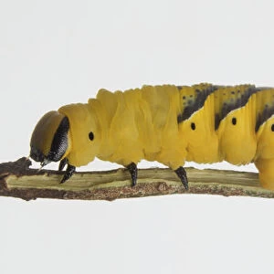 Deaths Head Hawk-moth, Acherontia atropos, Side view yellow caterpillar with black markings along its back crawling on a twig