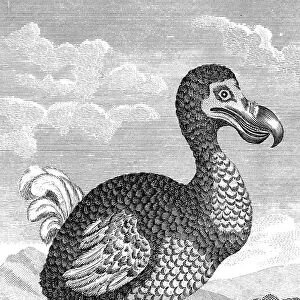 Dodo - Raphus cucullatus, formerly Didus ineptus - extinct flightless bird from Madagascar