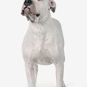 Dogo Argentino (Argentine Mastiff), front view