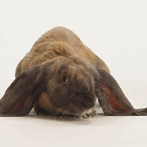 English Lop Rabbit (Leporidae), front view
