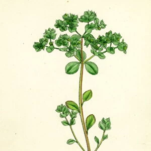 Euphorbia Peplus, Petty Spurge
