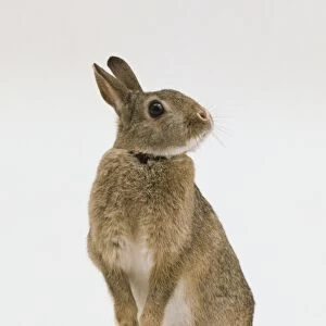 European Rabbit, Oryctolagus cuniculus, sniffing the air