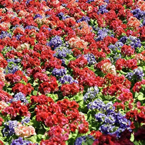 Flowers, flower beds Primroses