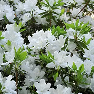 Flowers, Rhododendron
