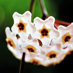 Flowers, Wax flower, Hoya carnosa