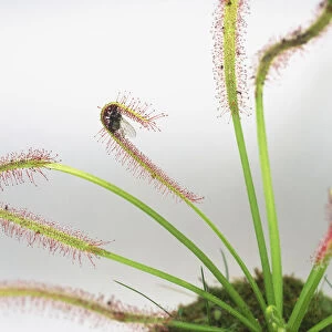 Fly trapped in a leaf of Drosera sp. Sundew