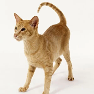 Foreign Red Oriental shorthaired cat with even red coloration and long, slender profile, lying down