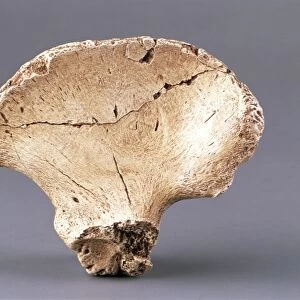 Fossil hip bone of Australopithecus africanus