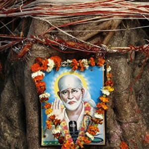 Garlanded Shirdi Sai Baba picture on a sacred tree