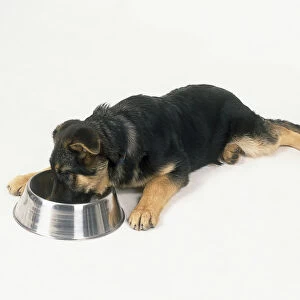 German shepherd puppy eating from dog bowl