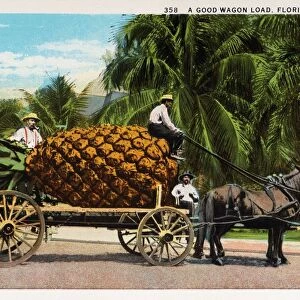 Giant Pineapple on a Horse Cart. ca. 1911, Florida, USA, A GOOD WAGON LOAD, FLORIDA PINEAPPLE