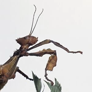 Giant Spiny Stick Insect (Eurycantha calcarata)