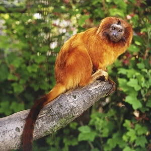Golden lion tamarin (Leontopithecus rosalia), a monkey with orange fur perching on a branch, looking at camera