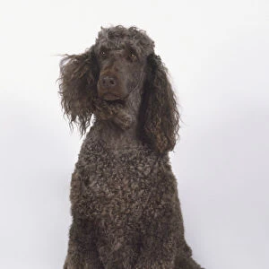 Grey Poodle (Canis familiaris) being blow-dried