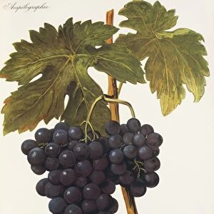 Gros Oriou de Mus grape, illustration by A. Kreyder