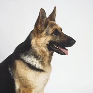 Head of German Shepherd Dog (Canis familiaris), side view