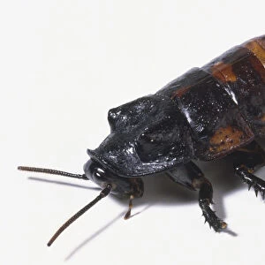 Hissing Cockroach, Gromphadorhina portentosa, with antennae extended, native to Central America, angled side view
