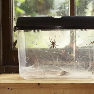 House spider (Tegenaria sp. ) in see-through container