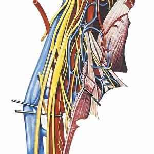 Illustration of human spinal accessory nerve