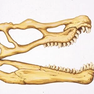 Illustration of Spinosaurus skull