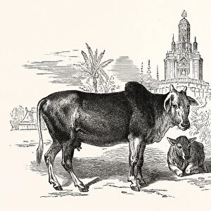 THE INDIAN ZEBU (Bos indicus). Sometimes known as humped cattle or Brahmin cattle