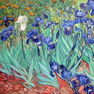 Irises is a painting by Vincent van Gogh 1853 - 1890, Dutch post-Impressionist painter