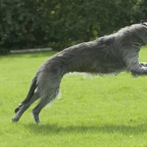 Irish Wolfhound running across grass