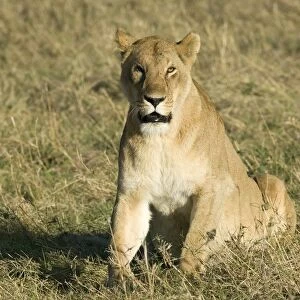 Kenya, Masai Mara National Reserve, a lioness sitting in the grass, looking at camera