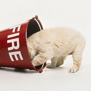 Labrador puppy with head in red fire bucket
