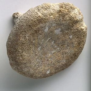 Laosciadia (Calcisponge), a fossilised, lithistid demosponge, Cretaceous era