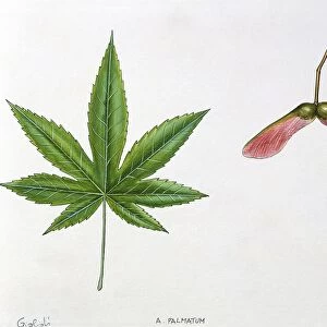 Leaves and fruits Samara, Keys of Neapolitan Maple Acer opalus neapolitanum, illustration