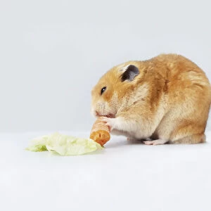 Light brown Hamster (Cricetus cricetus) sitting in corner and eating carrot, side view