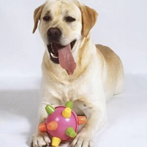 Light brown Labrador Retriever dog (Canis familiaris) with a spiky ball toy between is front paws, front view