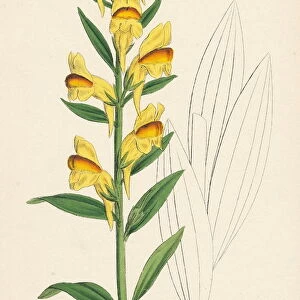 Linaria vulgaris; Yellow Toadflax