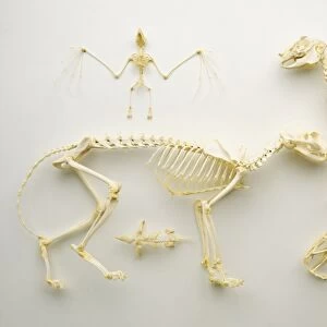 Mammal skeletons, including Bat (top left), Hare (top right), Domestic Cat and Mole (bottom left) and Guinea Pig (bottom right)
