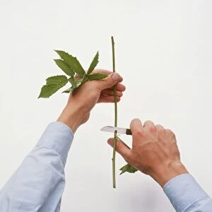 Man using penknife to cut blackberry leaf stem above bud