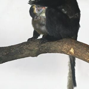 Mona Monkey (Cercopithecus mona) and baby perching on a branch