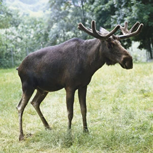 Moose, Alces alces, with brown fur, standing on grass, side view