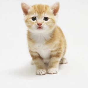 Non-pedigree ginger and white kitten, sitting, front view