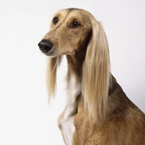 A pale tan saluki with short hair on its face and soft silky long hair on its dangling ears to its narrow shoulders, head shot only