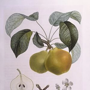 Pear Bergamot Henry Louis Duhamel du Monceau, botanical plate by Pierre Antoine Poiteau
