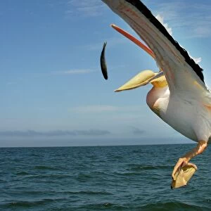 Pelican. Atlantic Ocean. Namibia