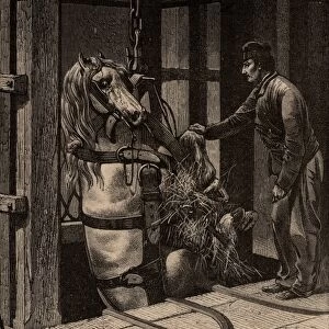 A pit pony being lowered down a mine shaft in the Creuzot coalfield, France. From Underground Life